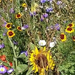blumen